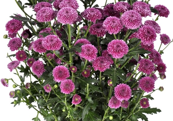 Chrysanthemum, Santini Calimero Purple