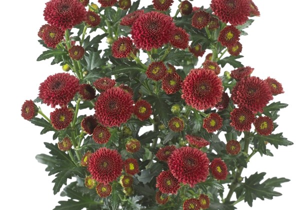 Chrysanthemum, Santini Calimero Red