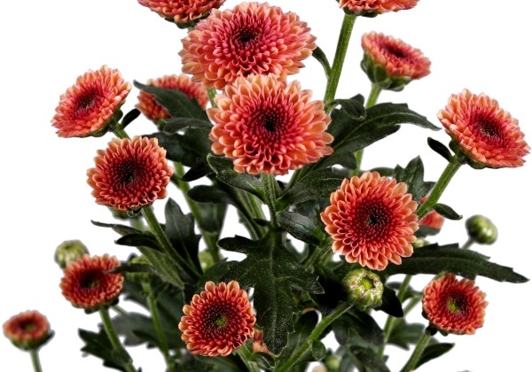 Chrysanthemum, Santini Calimero Salmon