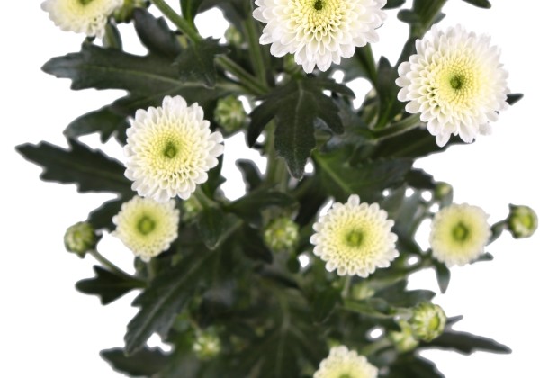 Chrysanthemum, Santini Calimero Snow