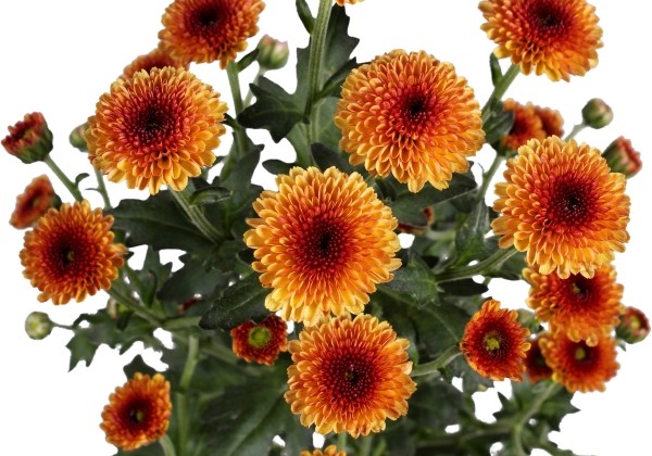 Chrysanthemum, Santini Calimero Sunrise