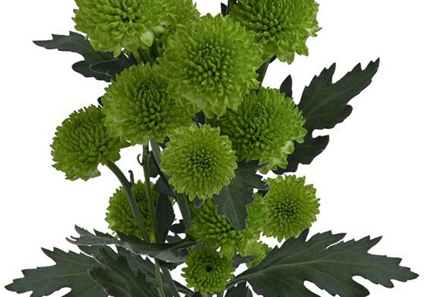 Chrysanthemum, daudzziedu Chikorita