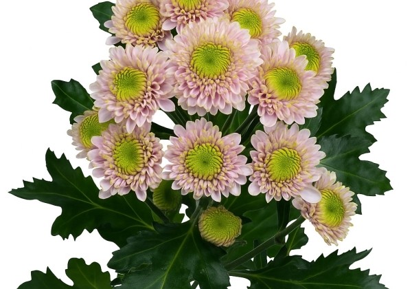 Chrysanthemum, Santini Davina
