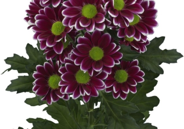Chrysanthemum, Santini Doppia