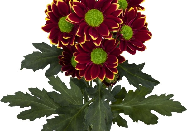 Chrysanthemum, Santini Doppia Yellow