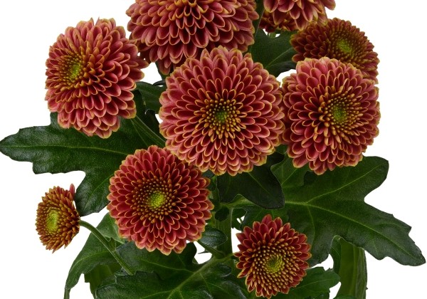 Chrysanthemum, Santini Doria Cherry