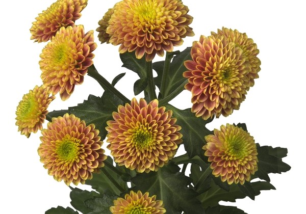 Chrysanthemum, Santini Doria Orange