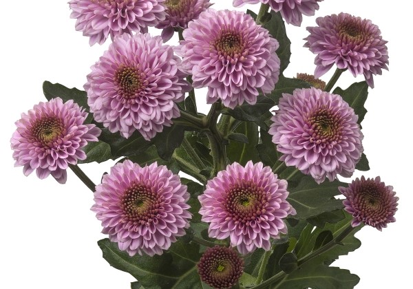 Chrysanthemum, Santini Doria Pink