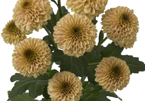 Chrysanthemum, Santini Doria Salmon