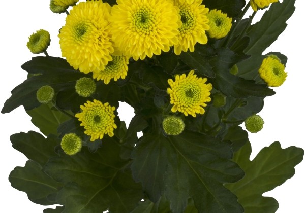 Chrysanthemum, Santini Ferry Sunny