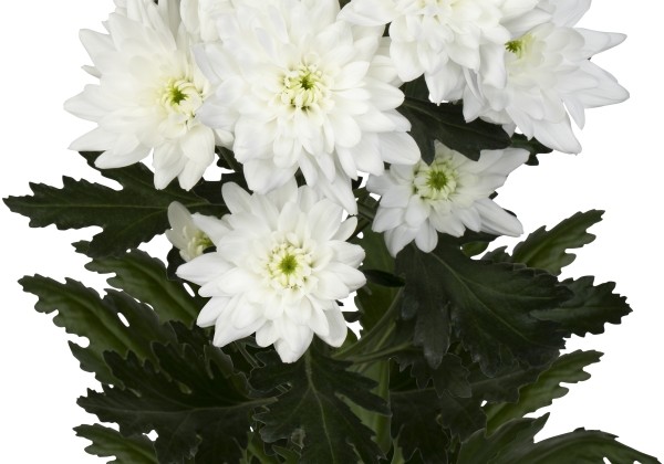 Chrysanthemum, lielziedu Frozen