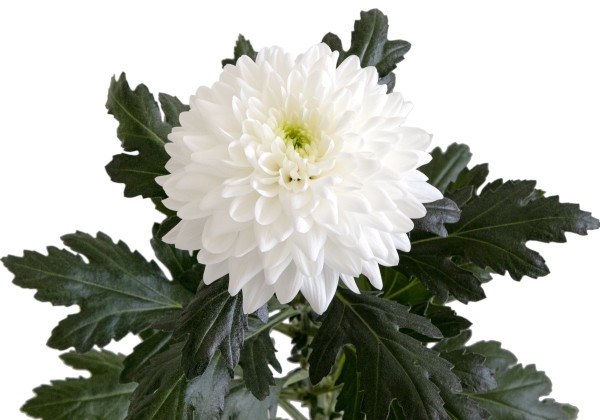 Chrysanthemum, lielziedu Frozen