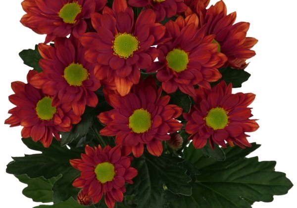 Chrysanthemum, Santini Harley