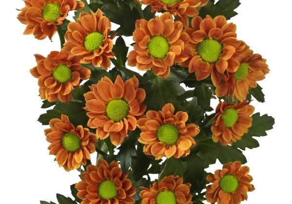 Chrysanthemum, Santini Insta