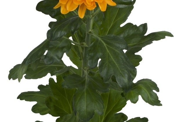 Chrysanthemum, lielziedu Jayz Orange