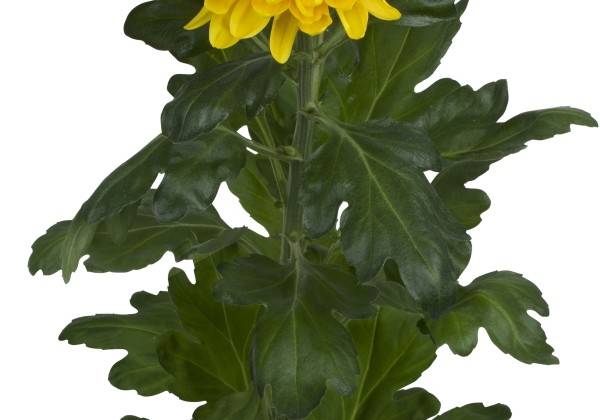 Chrysanthemum, lielziedu Jayz Yellow