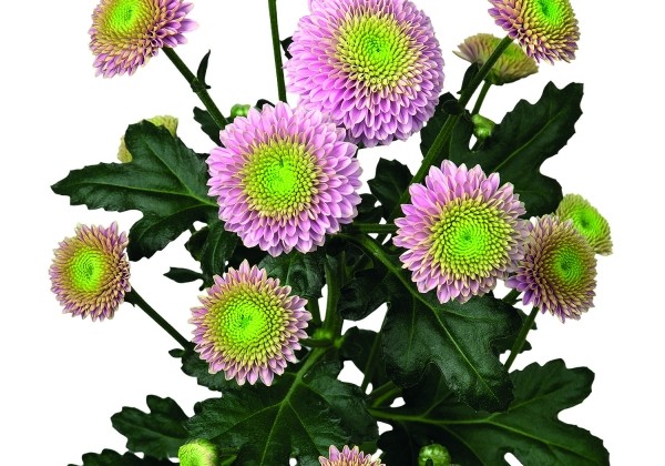 Chrysanthemum, Santini Jeanny Pink