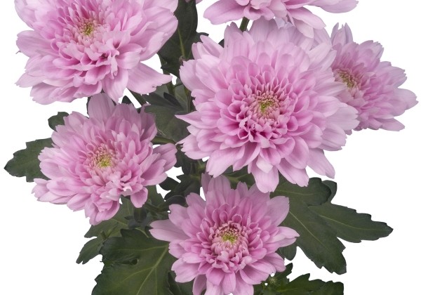 Chrysanthemum, lielziedu Kalimba