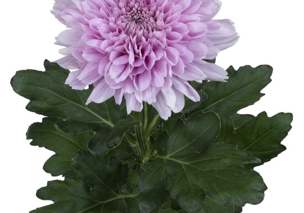 Chrysanthemum, lielziedu Kalimba