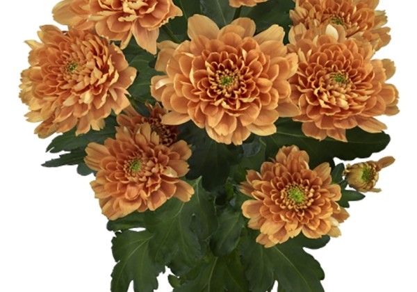 Chrysanthemum, lielziedu Kalimba Orange
