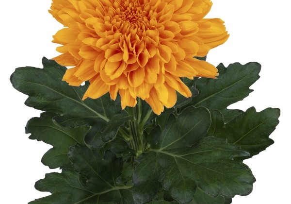 Chrysanthemum, lielziedu Kalimba Orange