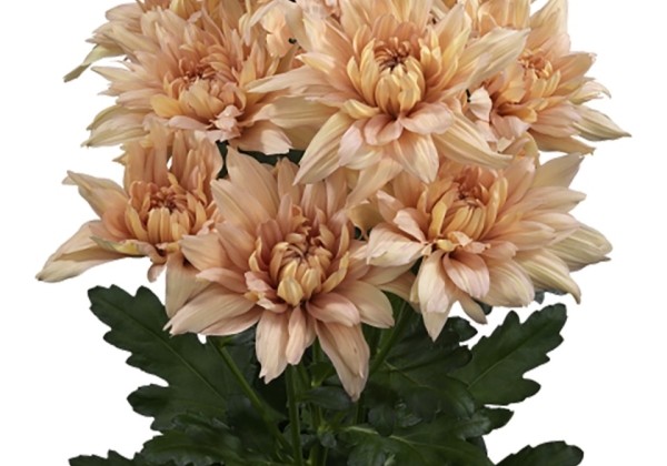 Chrysanthemum, lielziedu Kalimba Salmon