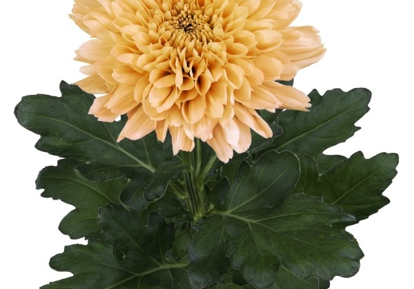 Chrysanthemum, lielziedu Kalimba Salmon