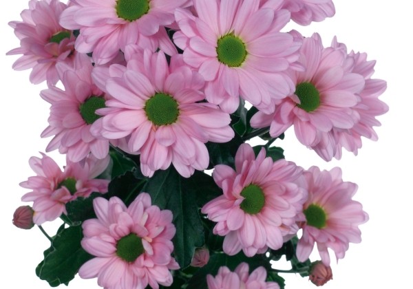 Chrysanthemum, daudzziedu Katinka