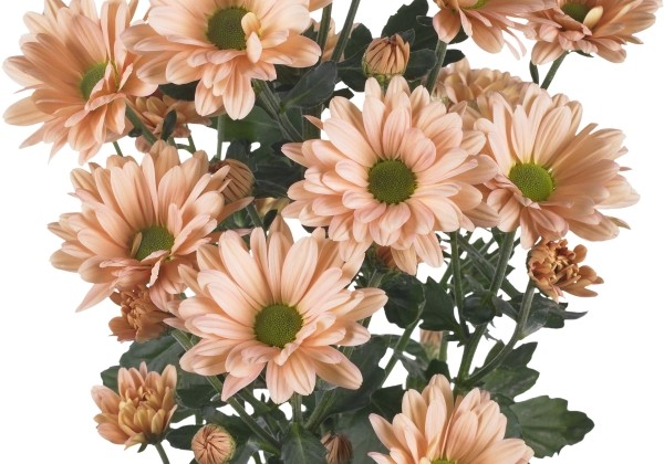 Chrysanthemum, daudzziedu Katinka Salmon