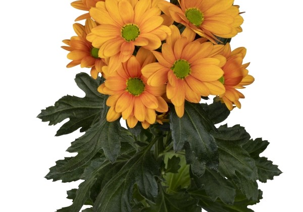 Chrysanthemum, daudzziedu Kaya