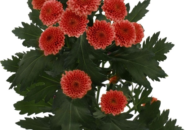 Chrysanthemum, Santini Kismo Orange