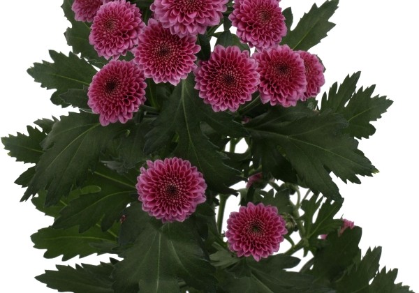 Chrysanthemum, Santini Kismo Pink