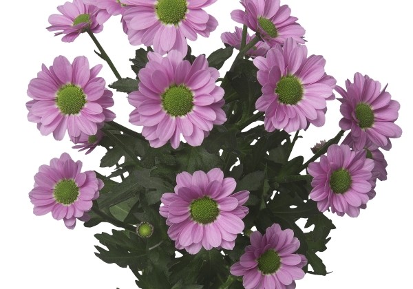 Chrysanthemum, Santini Krissi