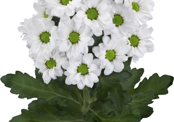 Chrysanthemum, Santini Lassie