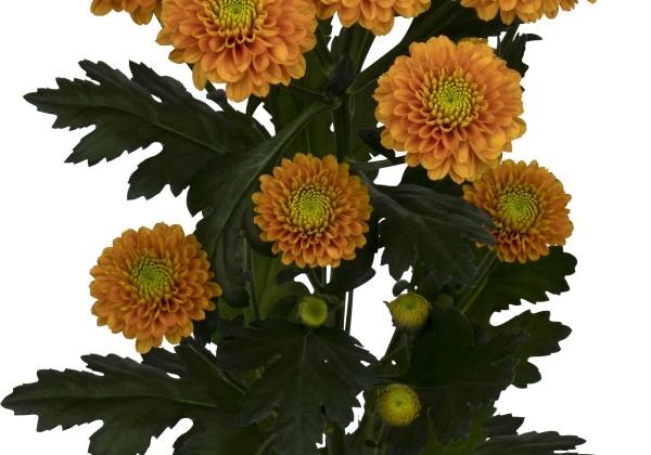 Chrysanthemum, daudzziedu Lionking
