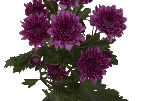 Chrysanthemum, daudzziedu Malibu Purple