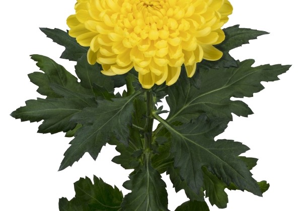 Chrysanthemum, lielziedu Maracuja