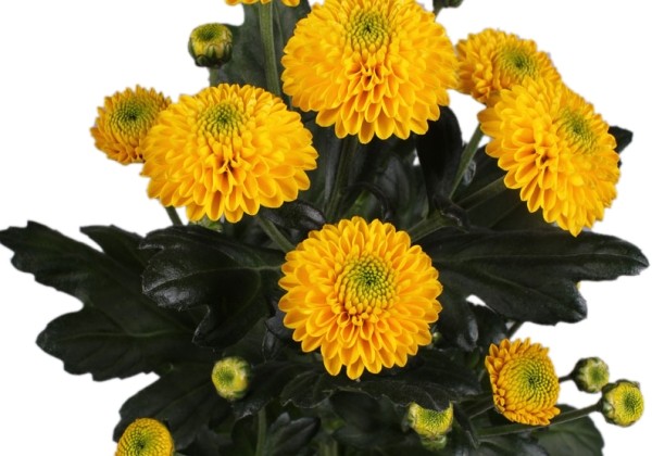 Chrysanthemum, Santini Maverick Sunny