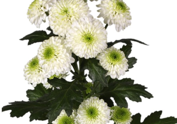 Chrysanthemum, Santini Maverick White