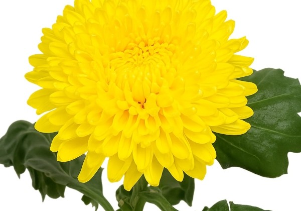 Chrysanthemum, lielziedu Migoli Golden