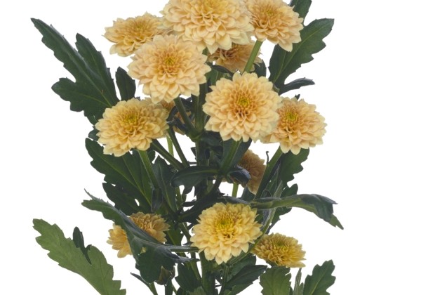 Chrysanthemum, Santini Miller Apricot