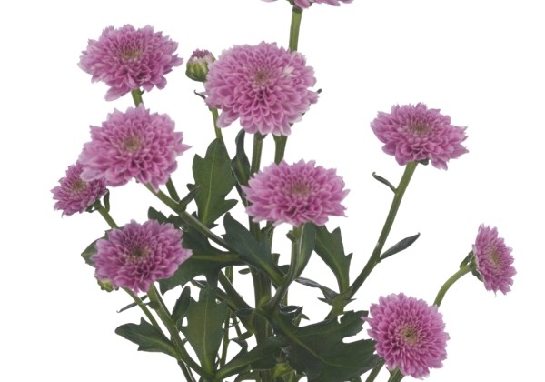 Chrysanthemum, Santini Miller Lavender