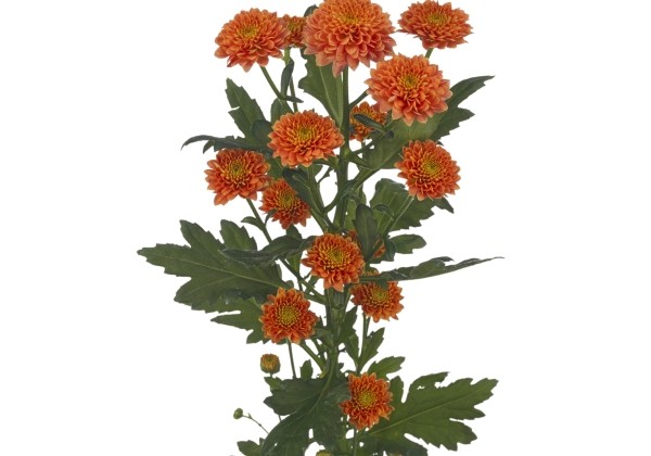 Chrysanthemum, Santini Miller Orange