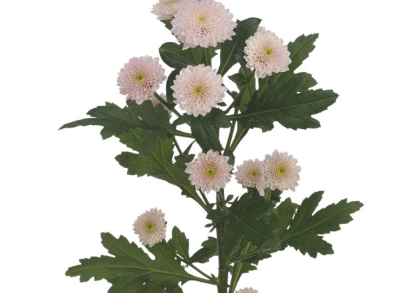Chrysanthemum, Santini Miller Pearl