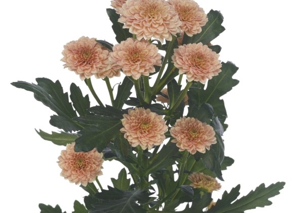 Chrysanthemum, Santini Miller Salmon
