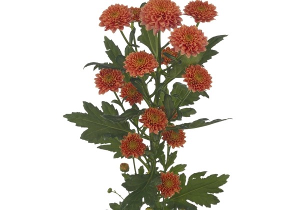 Chrysanthemum, Santini Miller Smokey