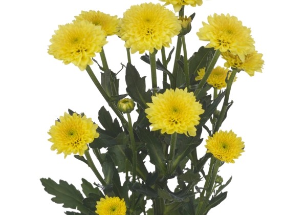 Chrysanthemum, Santini Miller Yellow