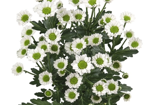 Chrysanthemum, Santini Nyaka White