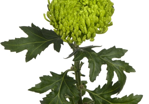 Chrysanthemum, lielziedu Ofir
