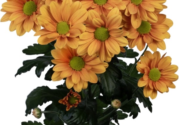 Chrysanthemum, daudzziedu Orangina